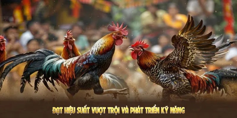 Nắm rõ hướng dẫn đặt cược tại WS168 đá gà để đạt hiệu suất vượt trội